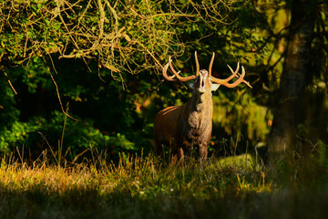 Red deer (Cervus elaphus) in the forest during the rut. Bieszczady Mountains. Poland
