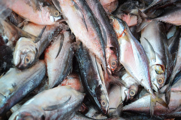 fish in  market / fresh raw mackerel fish in the market