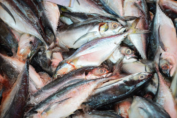 fish in  market / fresh raw mackerel fish in the market