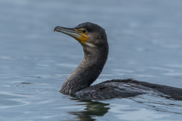 kormoran