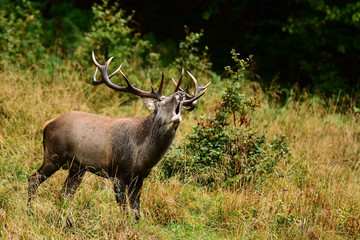 Naklejka na ściany i meble Red deer (Cervus elaphus) in a meadow near the forest during the rut
