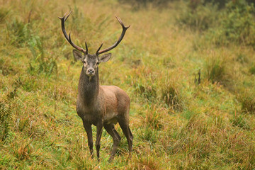 Naklejka na ściany i meble Red deer (Cervus elaphus) in a meadow near the forest during the rut