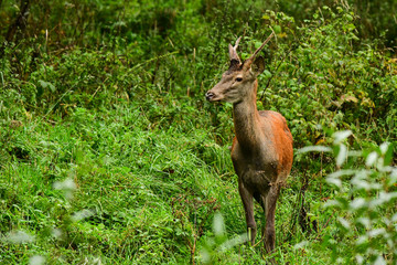 Red deer (Cervus elaphus) in the forest during the rut. Bieszczady Mountains. Poland