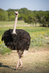 Portrait of a large bird feeding green grass in the savannah. Ostrich in nature, habitat, wildlife Africa. Male common ostrich walking in a natural park. Nature and wildlife concept