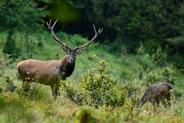 Red deer (Cervus elaphus) in a meadow near the forest during the rut