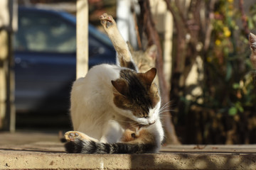 Fototapety na wymiar - Fototapeta24.pl