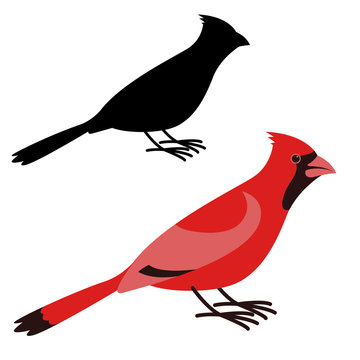  cardinal bird, vector illustration ,flat style ,profile