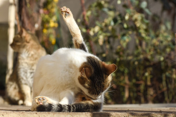 Fototapety na wymiar - Fototapeta24.pl