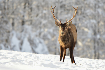 Red deer (Cervus elaphus). Red stag on the snowy meadow