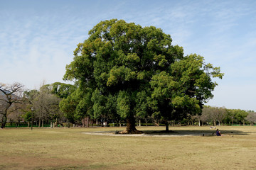 A big tree in the center of the park
