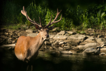 Red deer (Cervus elaphus) stag in the water. Bieszczady Mountains. Poland