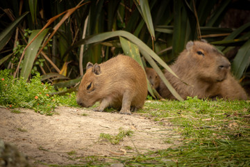 Small Capybara Exploring Grassy Area 