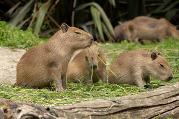Fototapeta premium Cute Baby Capybara Chewing On Grass 