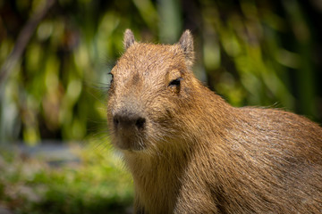Baby Capybara On Warm Sunny Day
