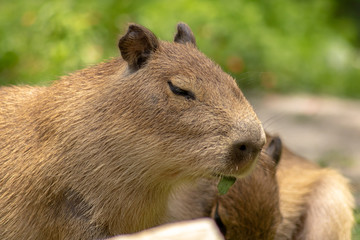 Small Capybara Chews On Leaf 