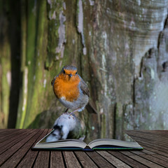 Stunning portrait of European Robin Redbreast Erithacus Rubecula sitting in tree in sunny woodland landscape coming out of pages of open story book