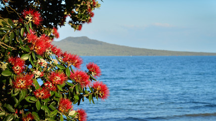 Red pohutukawa flowers frame Rangitoto Island at Takapuna Beach, Auckland New Zealand