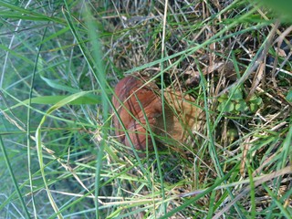 Obraz premium Грибы 