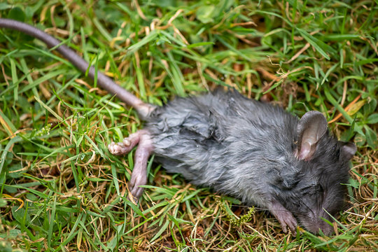 dead mouse with long tail on grass in summer