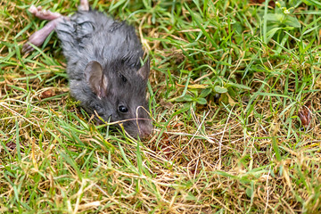 sick mouse lays resting in green grass