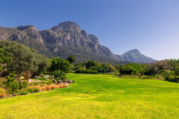Kirstenbosch botanical garden lawn and mountains view in Cape Town, South Africa