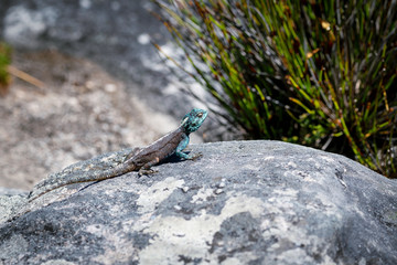 Small agama lizard on a rock in Cape Town, South Africa