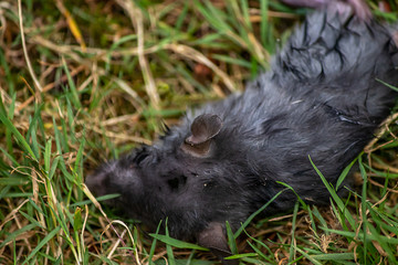 Gray rat dying in lawn