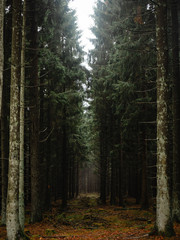 Pfad durch den Wald. Lichtung. Mystisch und Mysteriöser Weg. Mystical and magical pathway through the woods in Misty winter days. Dramatic scene and picturesque picture of nature. Dramatische Szene