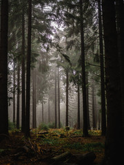 Misty path in the woods. Pfad durch den nebeligen Wald am Morgen. Mystisch und Mysteriös in den Wäldern von Frankfurt, Deutschland 