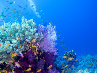 Fototapeta na wymiar Colorful coral reef on the bottom of tropical sea, underwater landscape.