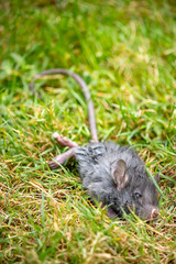 vertical of dying gray rat in grass