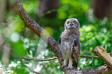 Spotted eagle owl sitting on a tree branch in Cape Town, South Africa