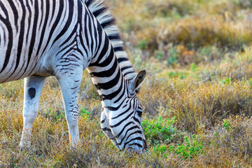 Zebra eating grass in Addo National Park, South Africa