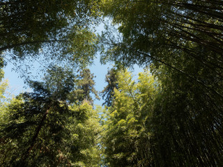 Cimes de bambous géant sous un ciel bleu
