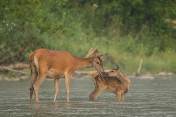 Red deer (Cervus elaphus). Red hind and calf in the water. Bieszczady Mountains. Poland