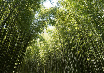 Fototapeta na wymiar Hautes tiges ou Chaumes de bambou (Phyllostachys)