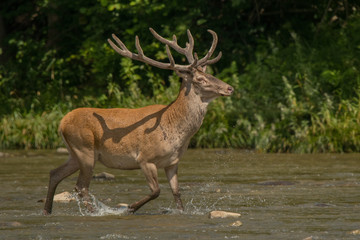Red deer (Cervus elaphus) stag in the water. Bieszczady Mountains. Poland