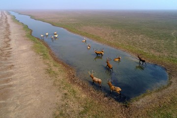 Nature reserve of milu deer wetland, dafeng district, yancheng city, jiangsu province, China
