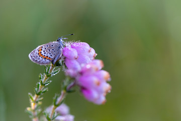Plebejus argus photographed during the early morning, when they are still under the dew, waiting for some sunbeams to dry up and to fly.