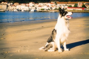 Obraz premium Black and white border collie dog
