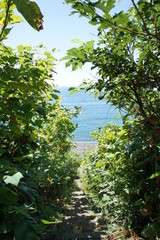 茨道の向こうの砂浜と海