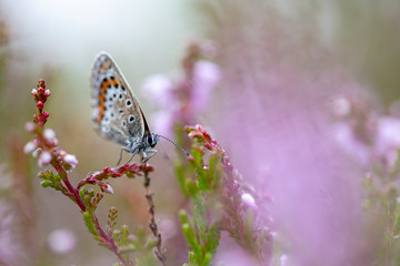 Plebejus argus photographed during the early morning, when they are still under the dew, waiting for some sunbeams to dry up and to fly.