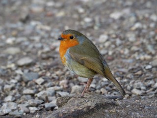 Robin 