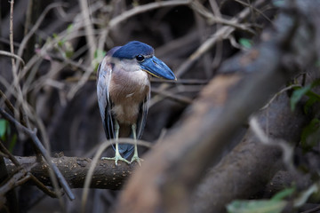 Boat-billed heron, Cochlearius cochlearius, nocturnal bird from heron family standing on mangrove...