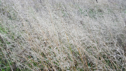 Abstract of waving grass stalks
