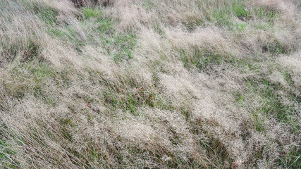 Abstract of waving grass stalks