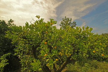 Fototapeta na wymiar Meyveleri olgunlaşmış mandalina ağaçları 