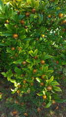 Foliage and fruits of Common medlar (Mespilus germanica)