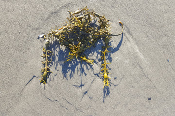 Bladder wrack (Fucus vesiculosus) washed up on sandy beach