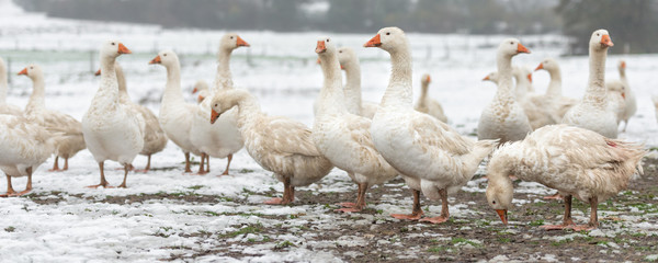 many white geese on a snovy meadow in winter